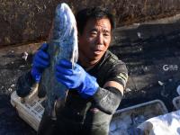 青岛渔港码头实拍：秋捕季，渔获大丰收