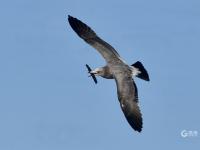 天生猎手！渔港里抓拍到海鸥飞身捕食瞬间