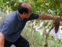 高能美图直袭味蕾！观海带你“云逛”湖畔葡萄园|兴农记③