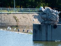 守“坝”待“鱼”？白沙河水鸟捕食“抢秋膘”