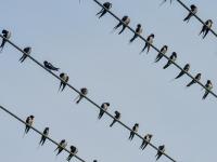 燕子扎堆“开会”？这里的电线秒变“五线谱”