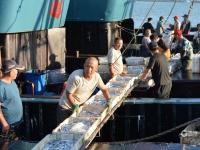 餐桌上的海鲜谁占C位？实拍渔港中秋盛况