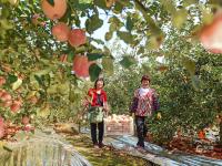 多汁又爽口！胶州铺集镇的苹果熟啦