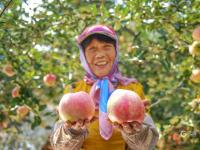 多汁又爽口！胶州铺集镇的苹果熟啦