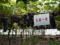 高能美图直袭味蕾！观海带你“云逛”湖畔葡萄园|兴农记③