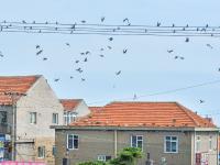 燕子扎堆“开会”？这里的电线秒变“五线谱”