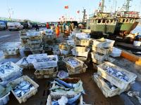 餐桌上的海鲜谁占C位？实拍渔港中秋盛况