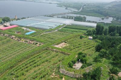 高能美图直袭味蕾！观海带你“云逛”湖畔葡萄园|兴农记③