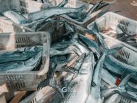 海鲜自由！鱼虾螃蟹“炫”起来