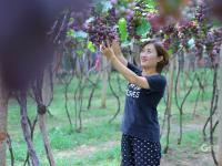 宫家村的葡萄熟了！快来实现“逛吃自由”