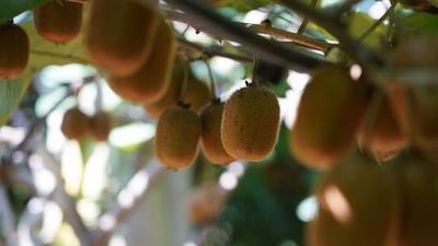 宝山镇的猕猴桃丰收啦！戳图抢先看