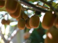 宝山镇的猕猴桃丰收啦！戳图抢先看