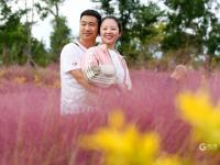 花语人间！这里的粉黛乱子草超梦幻