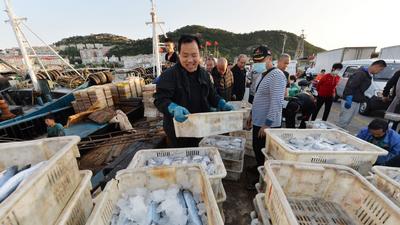 青岛渔港码头实拍：秋捕季，渔获大丰收