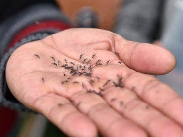 全世界有3000多种不同的蚊子！关于全面消灭蚊子，专家这么说……