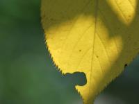 “一叶知秋”青岛版！实拍象耳山动人景色