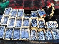 青岛渔港码头实拍：秋捕季，渔获大丰收