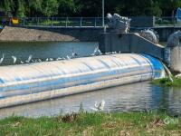 守“坝”待“鱼”？白沙河水鸟捕食“抢秋膘”