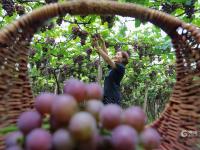 宫家村的葡萄熟了！快来实现“逛吃自由”