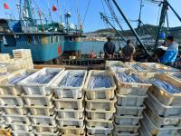 青岛渔港码头实拍：秋捕季，渔获大丰收