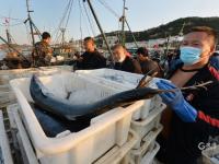 青岛渔港码头实拍：秋捕季，渔获大丰收