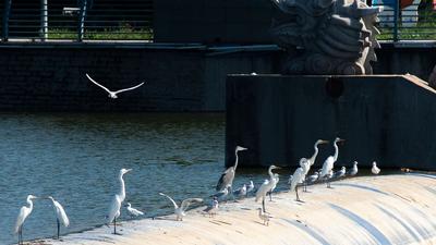 守“坝”待“鱼”？白沙河水鸟捕食“抢秋膘”