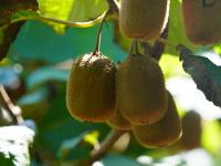 宝山镇的猕猴桃丰收啦！戳图抢先看