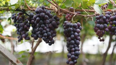 高能美图直袭味蕾！观海带你“云逛”湖畔葡萄园|兴农记③