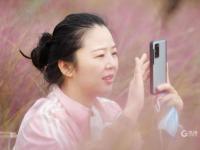 花语人间！这里的粉黛乱子草超梦幻