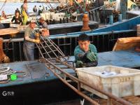 青岛渔港码头实拍：秋捕季，渔获大丰收