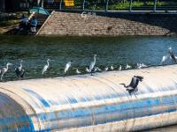 守“坝”待“鱼”？白沙河水鸟捕食“抢秋膘”