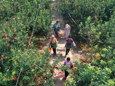 多汁又爽口！胶州铺集镇的苹果熟啦