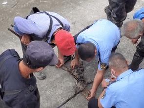 连续6天搜寻抓捕，黄浦江的鳄鱼抓到了