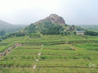 高能美图直袭味蕾！观海带你“云逛”湖畔葡萄园|兴农记③