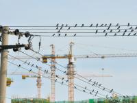 燕子扎堆“开会”？这里的电线秒变“五线谱”