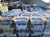 餐桌上的海鲜谁占C位？实拍渔港中秋盛况