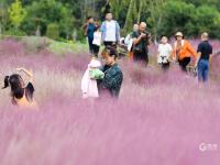 花语人间！这里的粉黛乱子草超梦幻