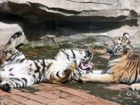 “宝藏萌宠”大集合！金秋到这里逛起来