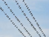 燕子扎堆“开会”？这里的电线秒变“五线谱”