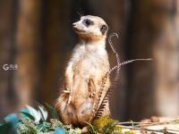 “宝藏萌宠”大集合！金秋到这里逛起来