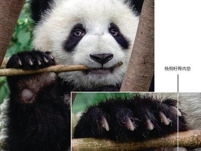 大陆赠台大熊猫“团团”发生脑病变，将接受抗癫痫药物治疗