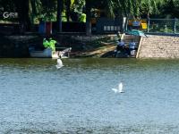 守“坝”待“鱼”？白沙河水鸟捕食“抢秋膘”