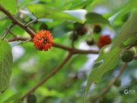 “一叶知秋”青岛版！实拍象耳山动人景色