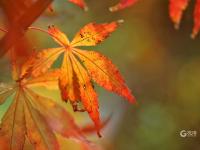 “一叶知秋”青岛版！实拍象耳山动人景色