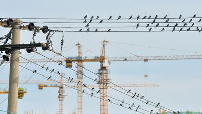 燕子扎堆“开会”？这里的电线秒变“五线谱”