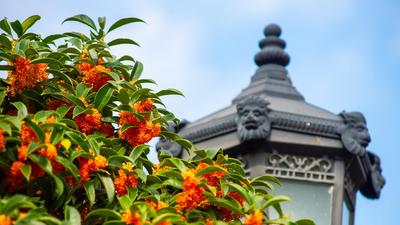 中山公园：有种秋天，叫“桂花十里香”