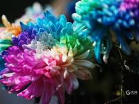 错过等一年！中山公园菊展时间过半，速来