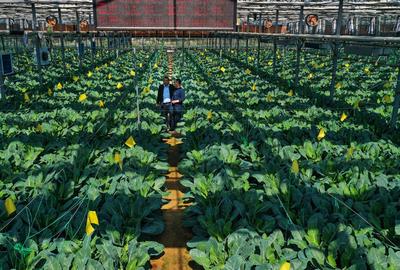 产业兴，农民富，乡村美！看，南官庄村