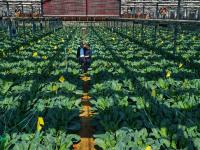 产业兴，农民富，乡村美！看，南官庄村