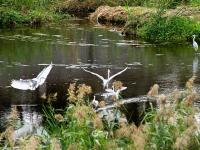 张村河即景：水清岸绿，白鹭忙“贴秋膘”